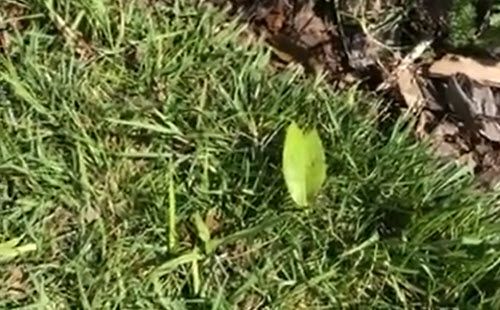 What Caterpillar is Eating The Leaf?