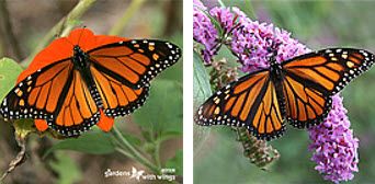 How to Identify a Male vs Female Monarch