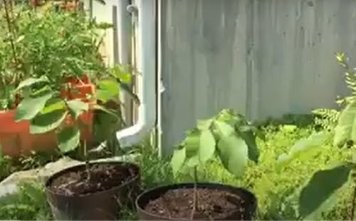 butterfly lays eggs on pawpaw tree