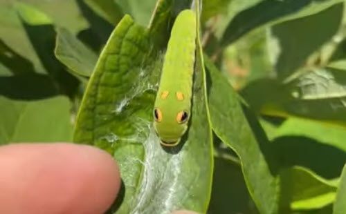 green caterpillar camouflage as a snake