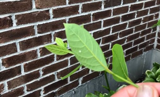 white round egg on leaf