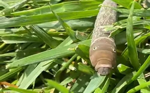 brown caterpillar crawling in grass