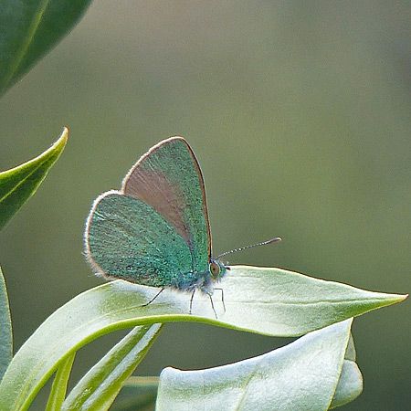 Aquamarine and Tan Butterfly