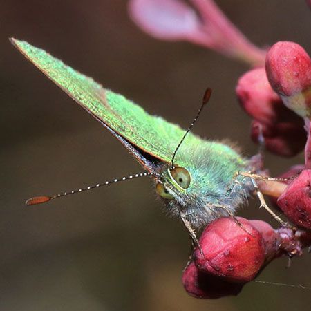 Butterfly with green-brown eyes and black antennae with white dotss and red tip