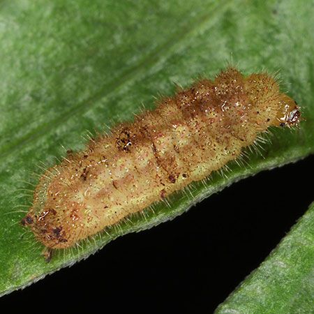 brown-yellow large with spines