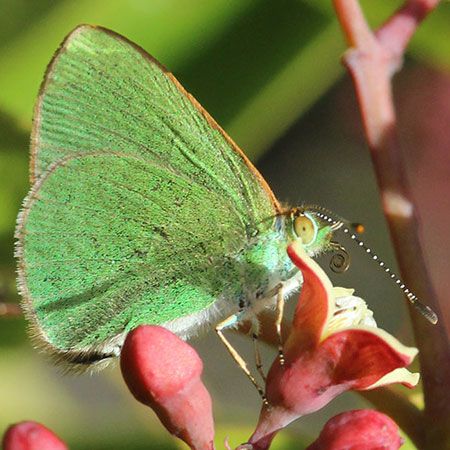 green butterfly feeding on flowers