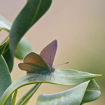 small blue butterfly