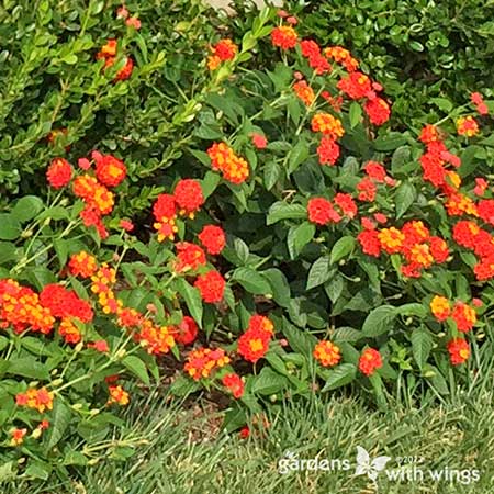 large lantana plant