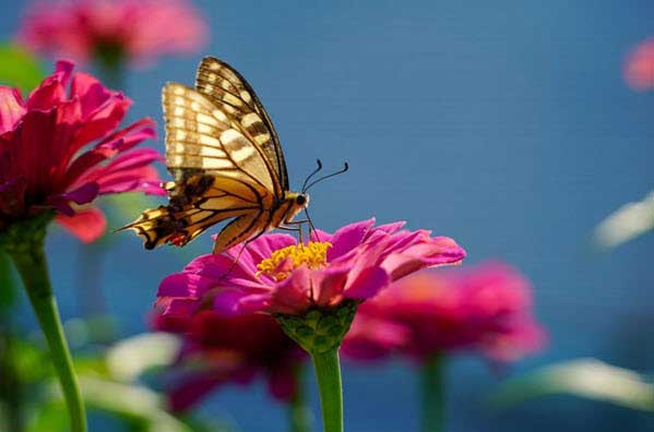 large butterfly zinnia flower | Gardens with Wings Monarch butterfly feeding on a pink zinnia in a sunny garden with a blue background.