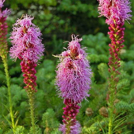 purple flowers