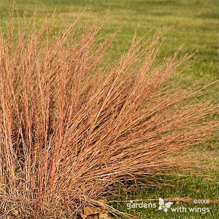 little blue grass