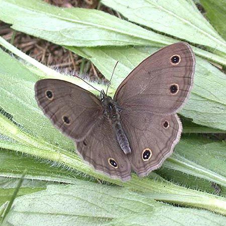 small brown butterfly with black dots