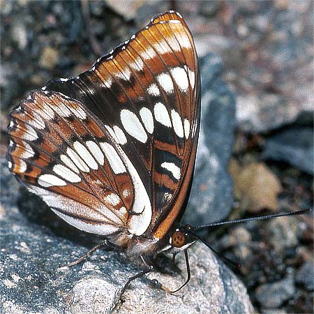 Lorquin Admiral