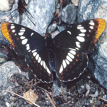 Lorquin Admiral