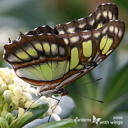 large green and brown butterfly