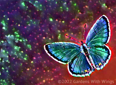 blue and green butterfly with red background
