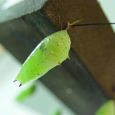 green chrysalis with bumps