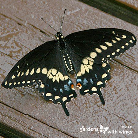 black and yellow black swallowtail butterfly