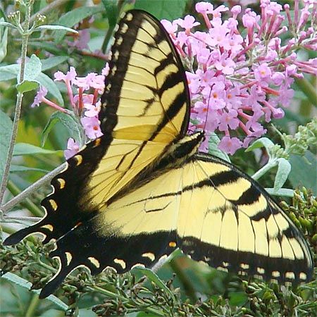 ONE REAL BUTTERFLY YELLOW TIGER SWALLOWTAIL FEMALE PAPILIO GLAUCUS WINGS CLOSED 