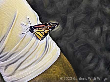 Monarch butterfly on arm of white short sleeve shirt on black background