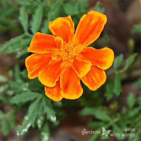 Marigold