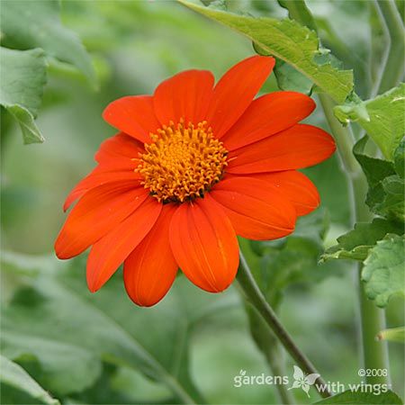 orange flower with green leaves