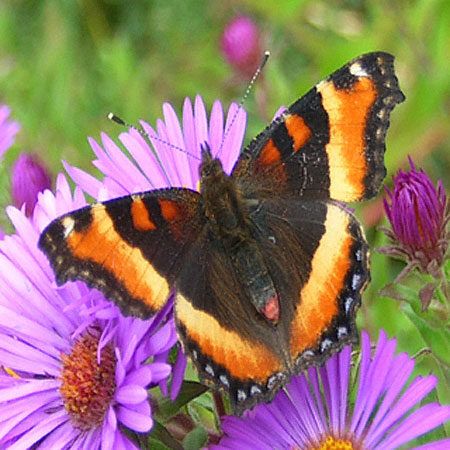 Milbert's Tortoiseshell Butterflies, Caterpillars, Chrysalis Photos