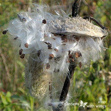 milkweed filaments and seeds floating in air