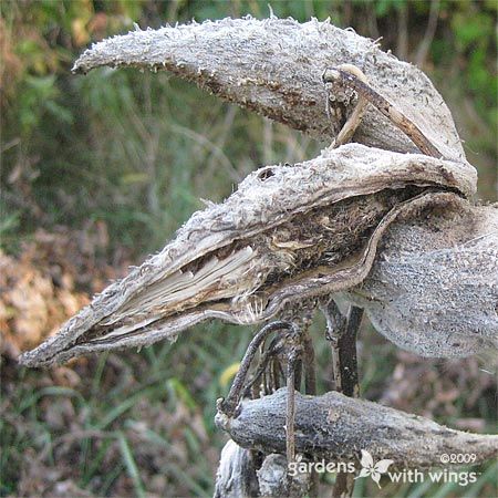 brown milkweed pods and floss