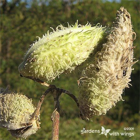 green milkweed pods