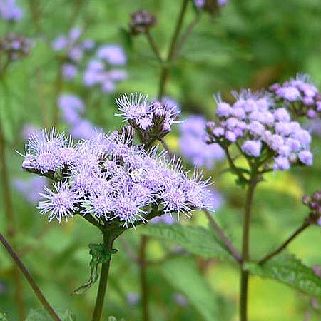 tiny purple flowers on a stem