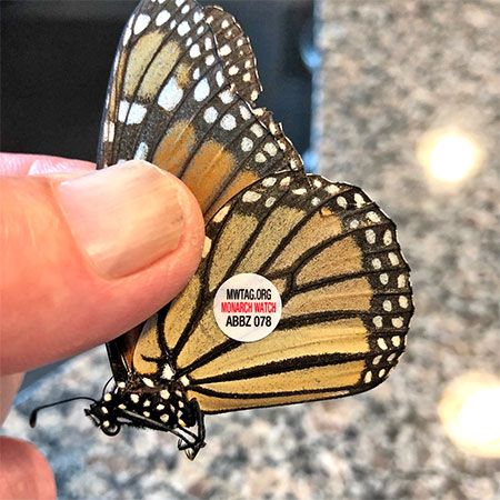 tracking tag on monarch wing