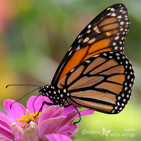 side view of female monarch