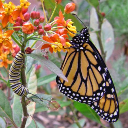 orange and black butterfly with caterpillar