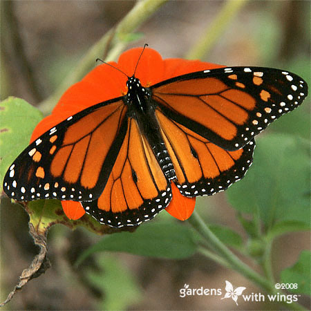 orange butterfly with black marketingfly