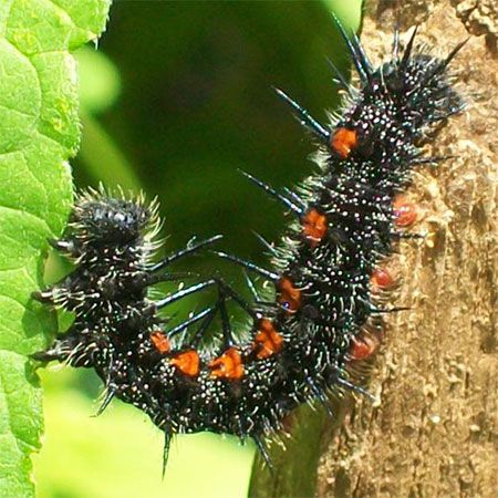 Mourning Cloak - black caterpillar with red dots