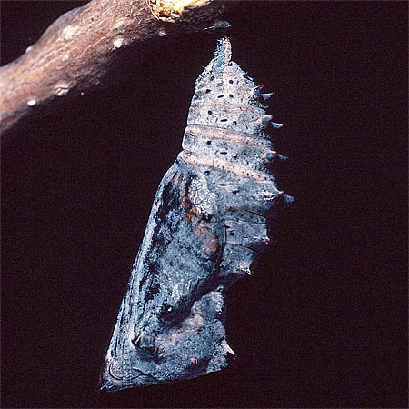 brown butterfly chrysalis - Mourning Cloak - hanging from tree branch