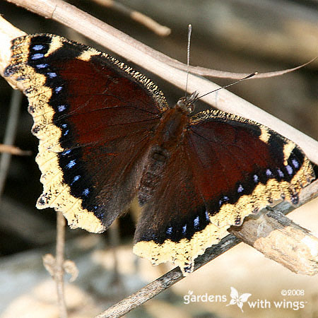 Mourning Cloak Open Wing
