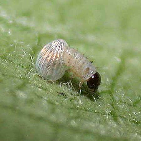 white caterpillar emerging from white egg