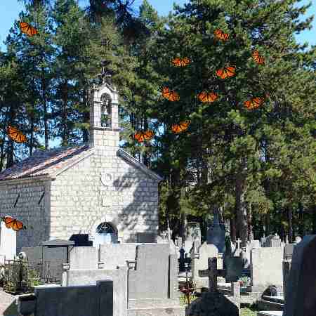 monarch butterfly released at cemetery