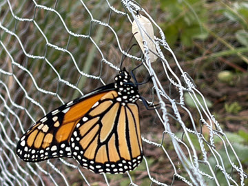 Monarch butterfly clinging to a wire mesh fence with green foliage in the background.