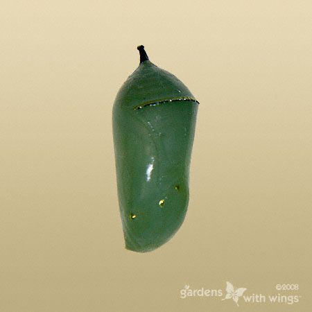 green chrysalis with gold dots