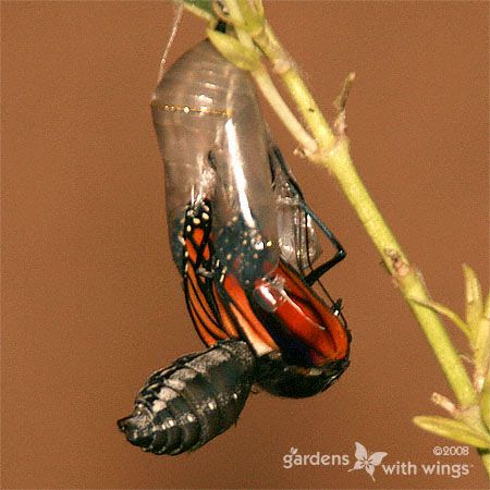 orange and black butterfly emerging from chrysalis