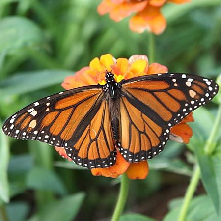 orange and black butterfly with white spots