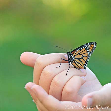 Spiritual Meaning Of Monarch Butterflies