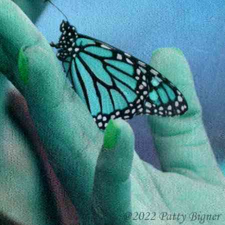 blue-green butterfly on fingers