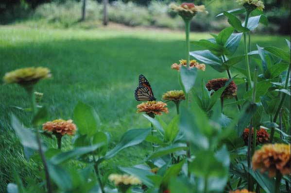 monarch garden | Gardens with Wings Butterfly resting on orange flowers amid green garden foliage with a blurred lawn background.