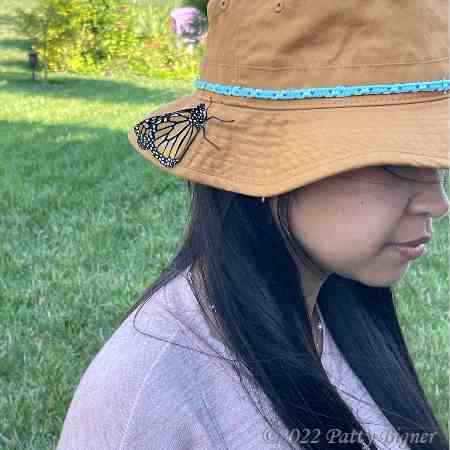 Monarch butterfly lands on a Vietnamese lady hat