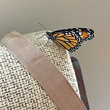 monarch sitting on couch inside house