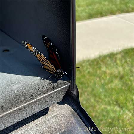 monarch mailbox | Gardens with Wings